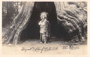 Edgar Laplante as Chief White Elk Redwood Forest Real Photo Postcard AA55943 