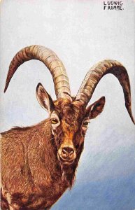 Caucasian Tur Mountain Goat Portrait Ludwig Fromme Artist 1910c postcard