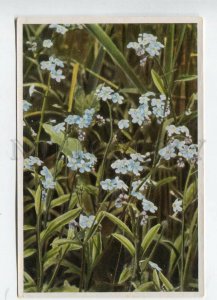 428008 Flower Myosotis palustris Vintage Sammelwerk Tobacco Card w/ ADVERTISING