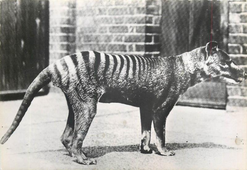 Photo Postcards Animals wolves wolf  hyena jackal x 4