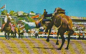 Canada Bronc Riding Calgary Stampede Calgary Alberta