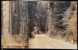 Vintage Postcard 1944 On the Redwood Highway, California (CA) RPPC