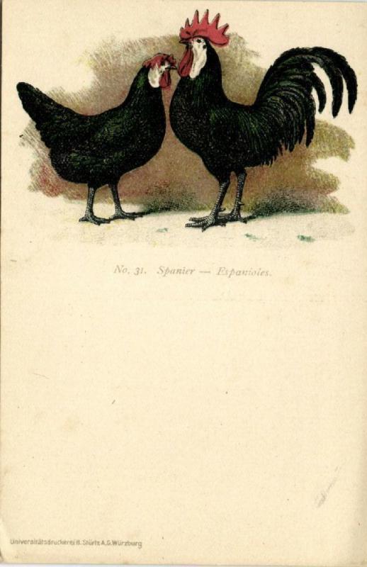 Chicken Hen Rooster, Spanier, Espanioles (1910s) No. 31 