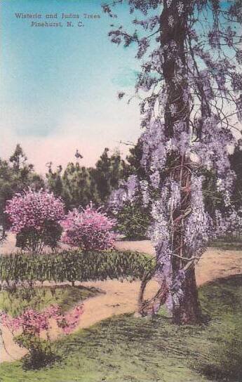 North Carolina Pinehurst Wisteria And Jubas Trees Albertype