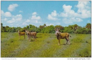 Giant African Eland At Africa- U S A Boca Raton Florida