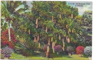 US Unused post card - Sausage Tree, Miami, Florida