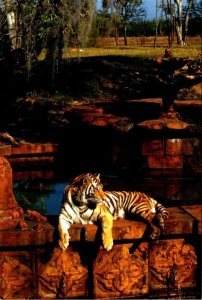 2~4X6 Postcards  FL, Florida  DISNEY'S ANIMAL KINGDOM  Safari Truck Tour & Tiger