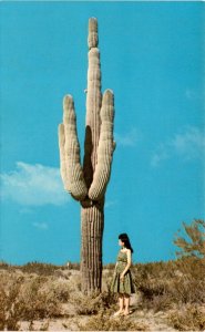 Arizona Desert, saguaro cactus, 20 feet, columnar shape, arms. Postcard