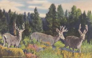 Three Deer in the Rocky Mountains - Linen