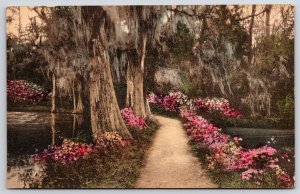 Magnolia Gardens Charleston South Carolina Flowers View Along Pathway Postcard