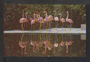 Flamingos,Sunken Gardens,St Petersburg,FL Postcard 