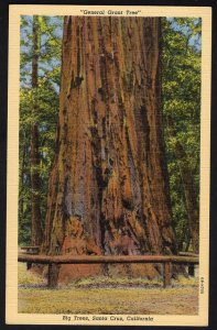 California SANTA CRUZ General Grant Tree Big Tree Park LINEN