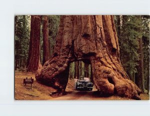 Postcard Wawona Tunnel Tree Yosemite National Park California