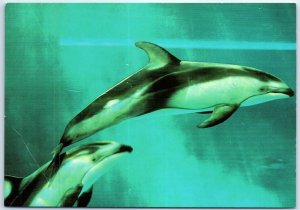 Postcard - Pacific white-sided dolphins, John G. Shedd Aquarium - Chicago, IL