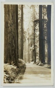 California In The Redwoods RPPC c1939 Cleveland Heights Postcard N20