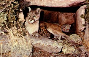 Lions Adult Mountain Lion and Kitten