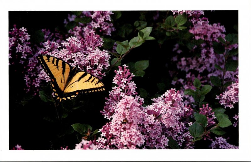 New Hampshire Franconia Viceroy Butterfly