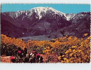 Postcard Wildflowers And Snow USA