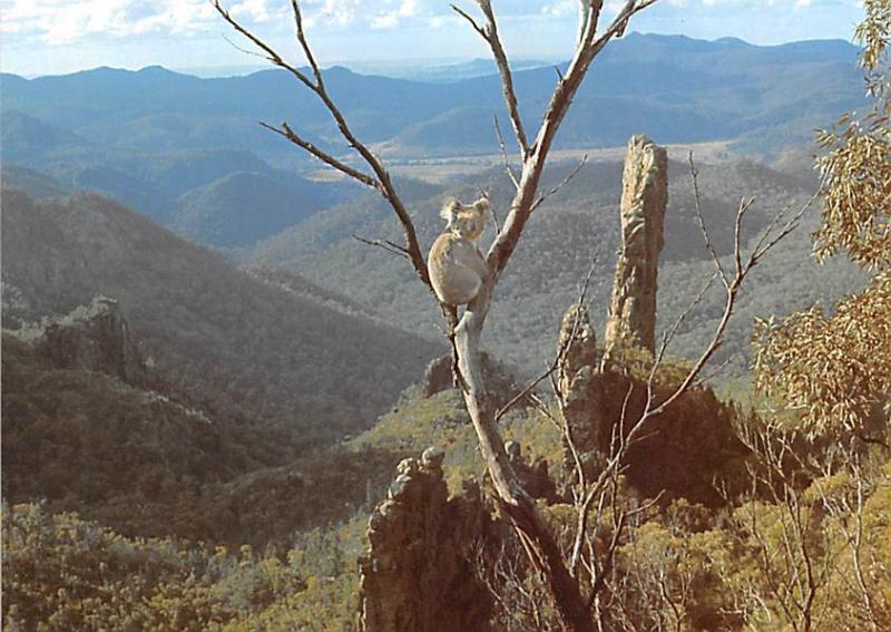 Koala Mother and Baby - National Park, Sydney