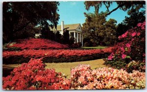 M-42093 Orton Plantation Azalea Gardens Wilmington North Carolina