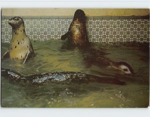 Postcard Harbor Seals, The Aquarium, Depoe Bay, Oregon