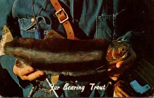 Fishing Humour The Fur Bearing Trout