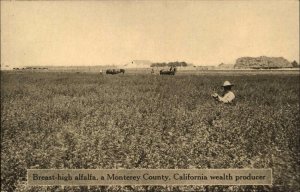 MONTEREY COUNTY CALIF CA Alfalfa Farmers Farming AD AGRICULTURE Postcard