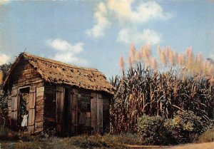 Cannes A Sucre, En Fleurs 