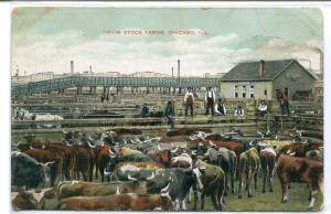 Union Stock Yards Cattle Pen Chicago Illinois 1910 postcard