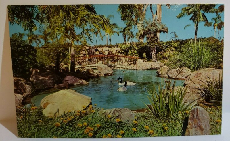 Vintage Postcard South American Black Necked Swan San Diego Zoo California