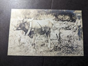 Mint USA RPPC Postcard Summerville SC Cow Plough Farmer