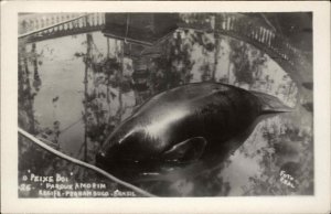 Recife Pernambuco Brazil Whale Peixe-Boi Real Photo Postcard