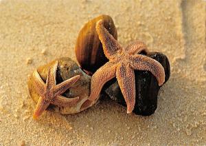 BR88926 sea star nordseestrand  germany animal animaux etoile de mer