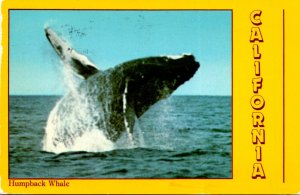 California North Bay Humpback Whale 1997
