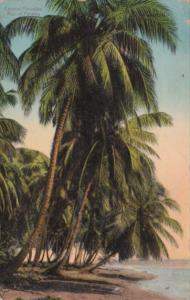 Panama Typical Coconut Plantation 1916