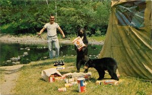 Postcard 1968 Camping bear raid food Humor who's after whose Porridge? 23-3222