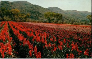 JAPANESE FLOWER GARDENS PHOENIX, ARIZONA Vintage Postcard KD5