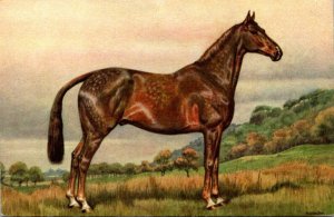 Horses Beautiful Stallion