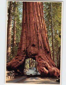 Postcard Wawona Tree, Yosemite National Park, Mariposa Grove, California