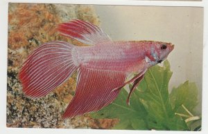 P2465, vintage postcard photo colorful siamese fighting fish  unused