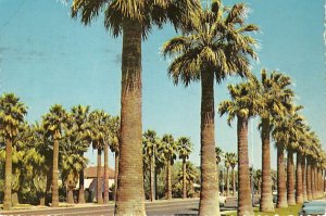 Palm Lined Central Avenue, Phoenix Public Library  