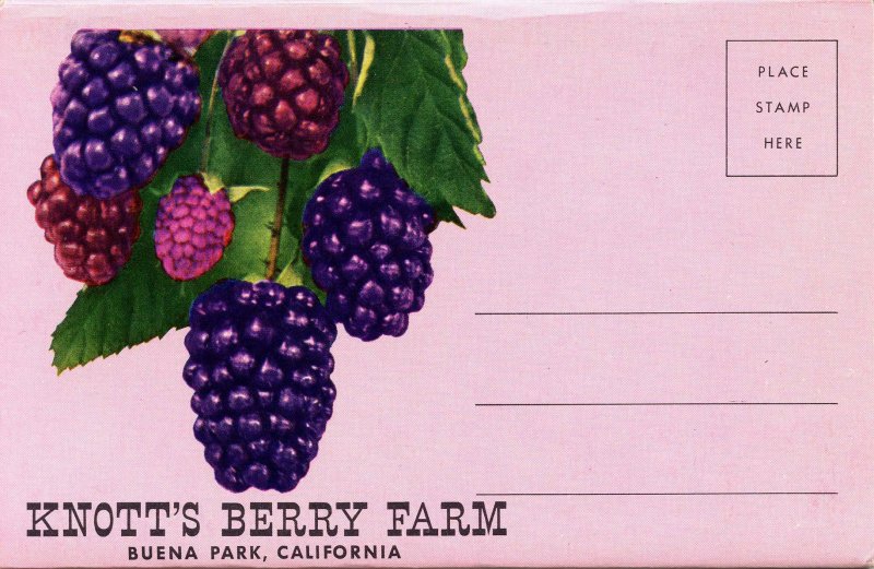 Folder -   CA, Knott's Berry Farm   11 views + narrative
