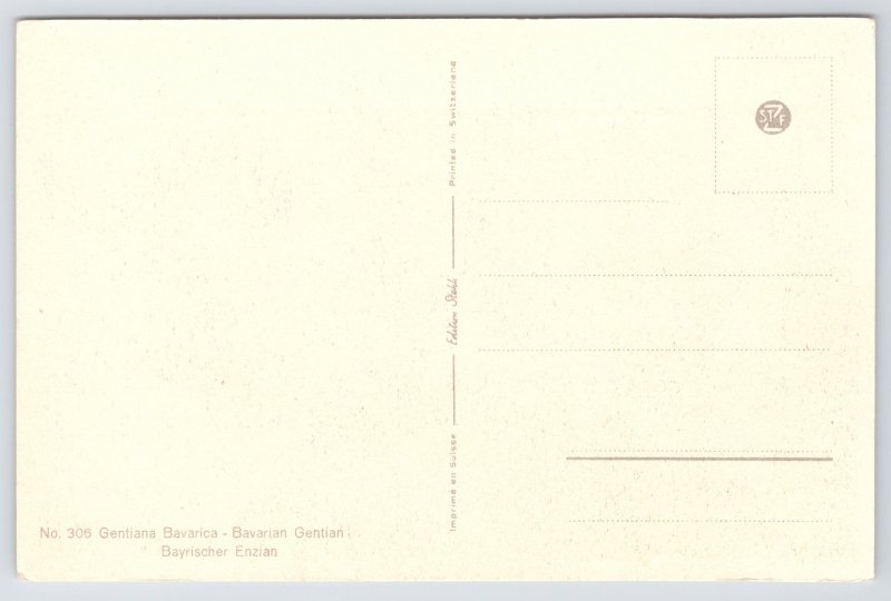 Flowers~Edition Stehli~Blue Bavarian Gentian~Vintage Postcard