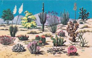 Cactus and Desert Flora Of The Great Southwest