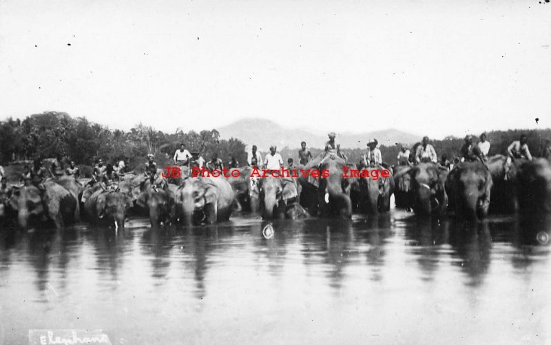 Asian Elephants, RPPC, With Drivers in the River