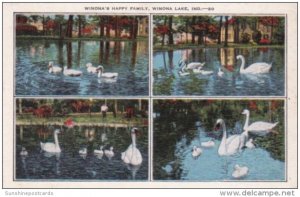 Indiana Winona Lake Family Of White Swans