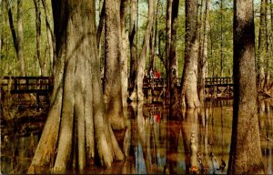 Mississippi Natchez Trace Parkway Cypress Swamp