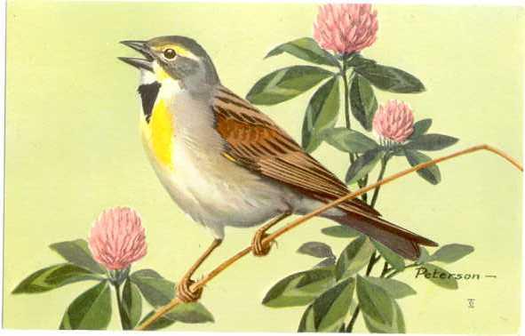 Dickcissel (Spiza americana) by Painted by Peterson 1957