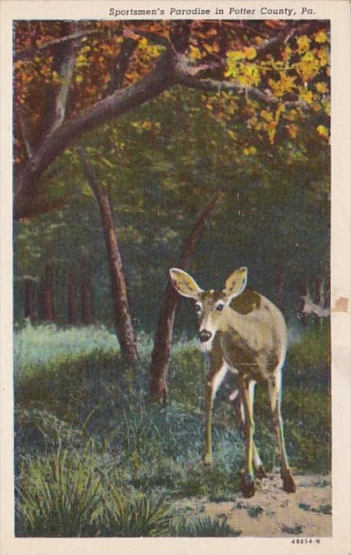 Deer Sportman's Paradise In Potter County Pennsylvania Curteich