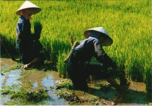 CPM Repiquer le Riz d'Ete - Auto VIETNAM (1068963)